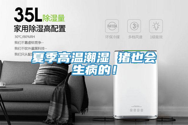 夏季高溫潮濕 豬也會生病的！