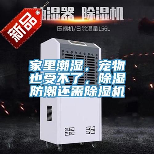 家里潮濕，寵物也受不了，除濕防潮還需除濕機(jī)